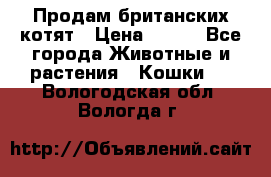 Продам британских котят › Цена ­ 500 - Все города Животные и растения » Кошки   . Вологодская обл.,Вологда г.